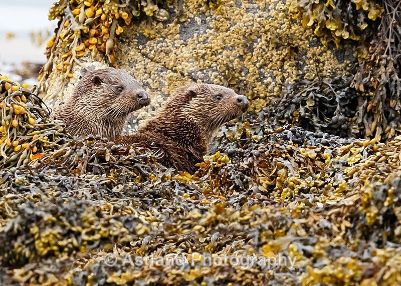 Astland Photography, Bird and Wildlife Images, Susan and Peter Wilson, U.K.