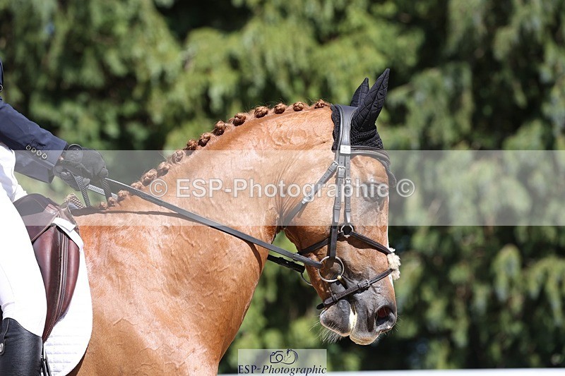 230526-150628-06628 - 378-CLASS_SPEC-Susie_Eddis-WEDTrotUp+DR