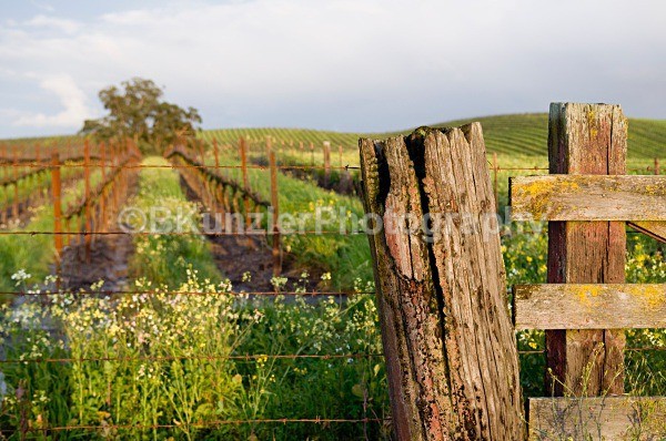 _DSC0046 2 - Ross/Lynn