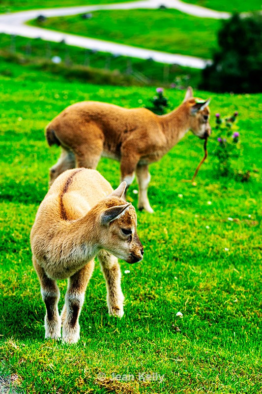 Turkmenian Markhor Goats, Screw-horn Goats - DSC_6691 - Goats
