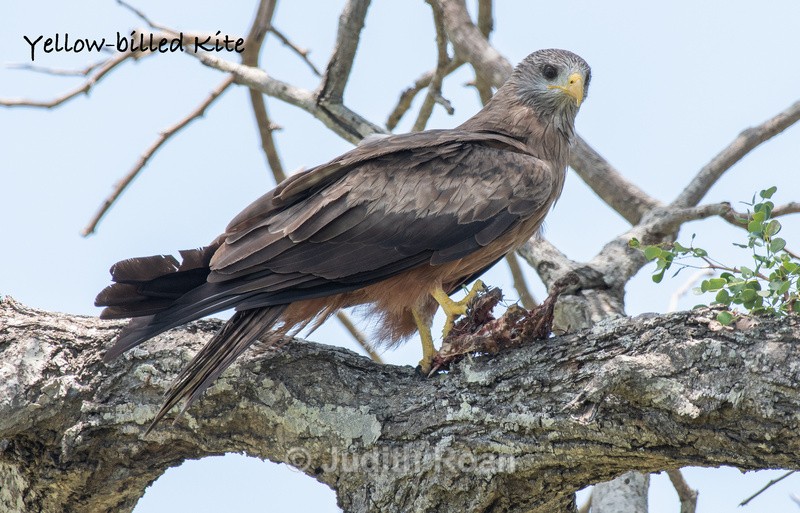  - South Africa Birds and Mammals