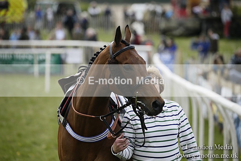 PtP 170417 226 - Old Berks Point-to-Point Lockinge 17/04/17