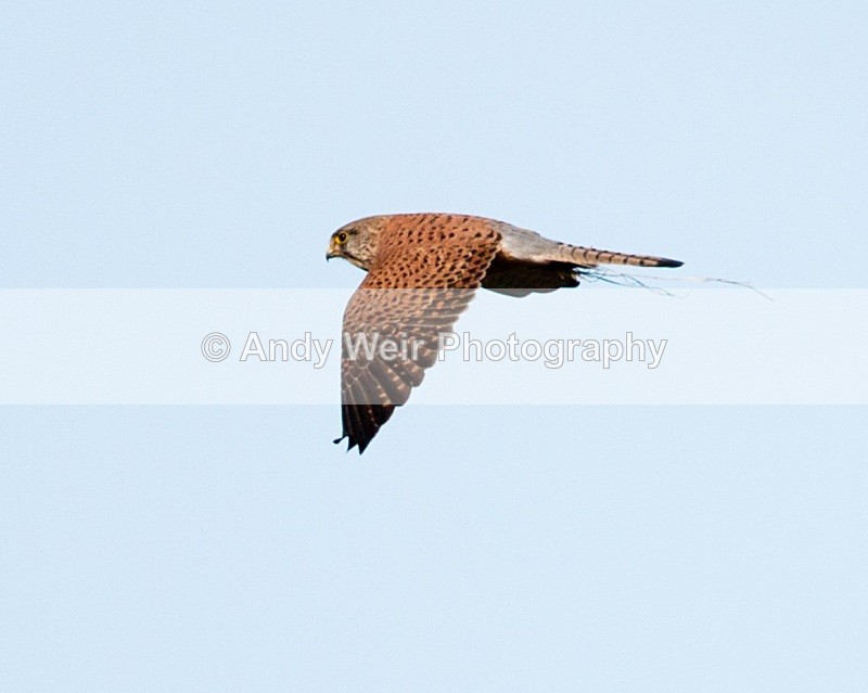 20100328-015 - Kestrel