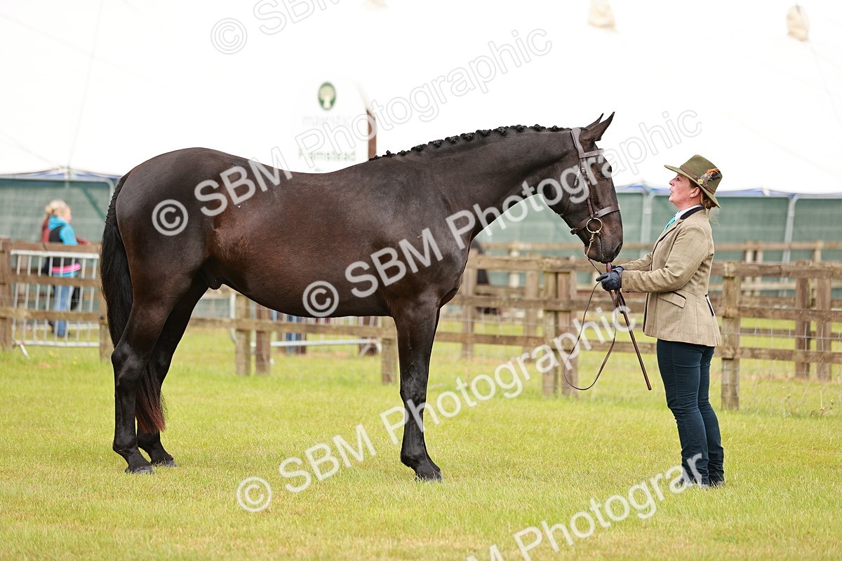 SBM_00773 - Class 26-30 Sport Horse In Hand