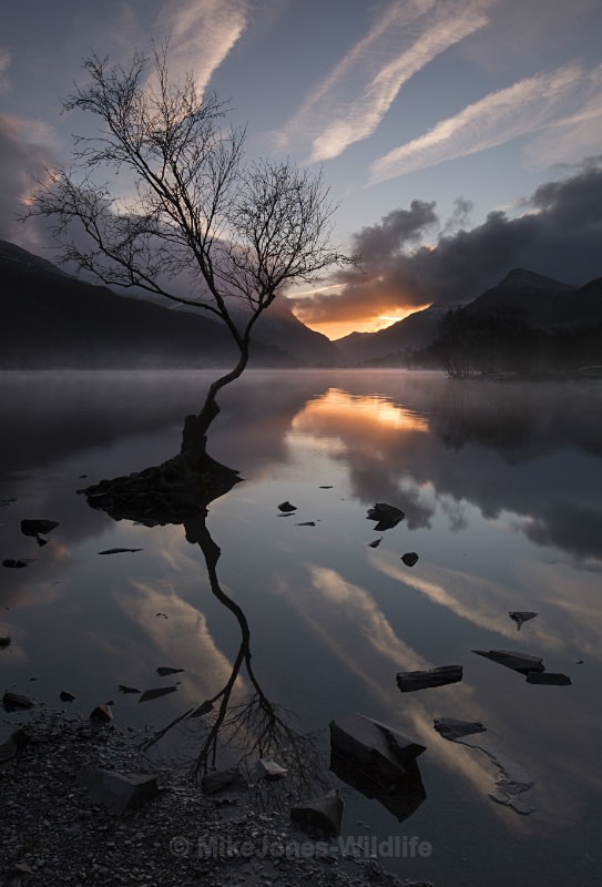 Lone tree, Llyn Padarn, Llanberis, North Wales - ANGLESEY @ NORTH WALES LANDSCAPE PHOTOGRAPHY