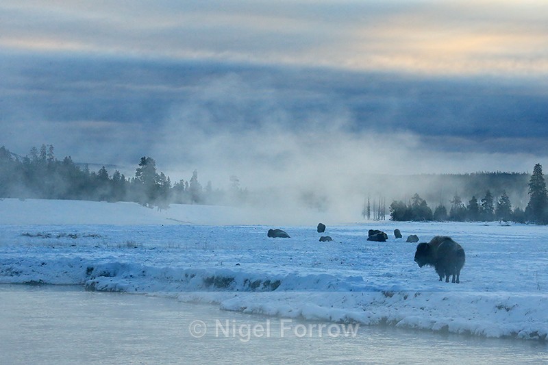 Bison on misty morning, Yellowstone National Park, Wyoming, USA - Bison
