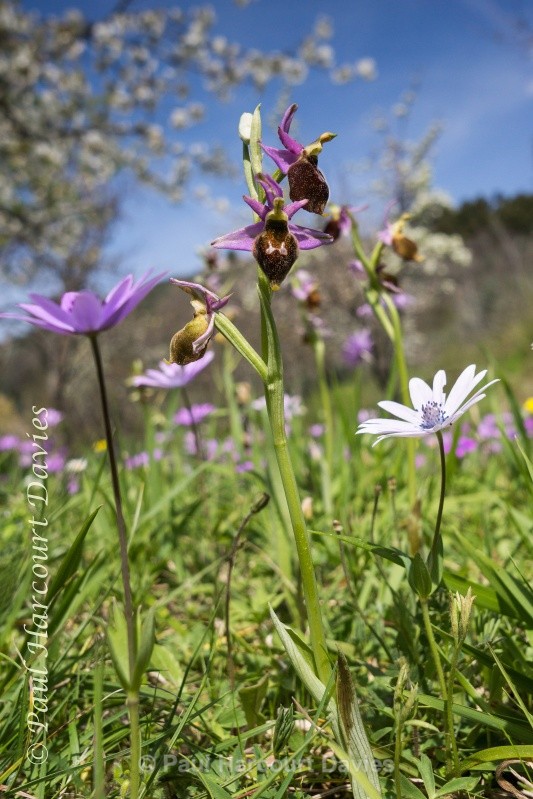  - Plants: wide-angle