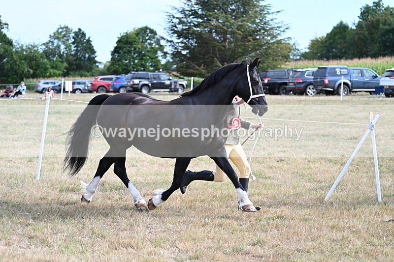 WJ7_8217 - In-hand Championship