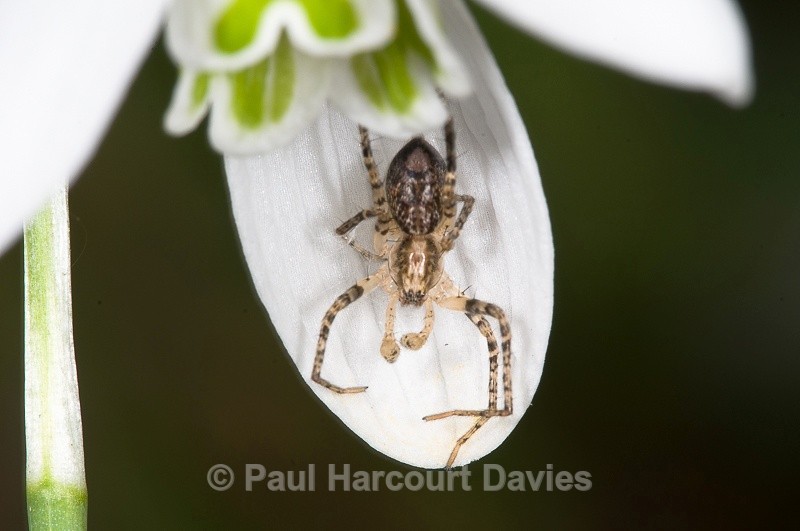  - Bugs: Spiders