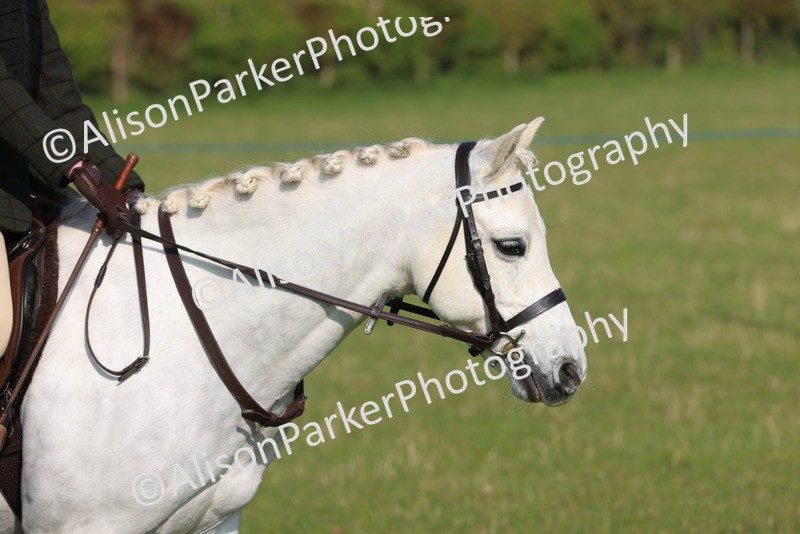 20250427-0490 - Class 17 - Novice Showing