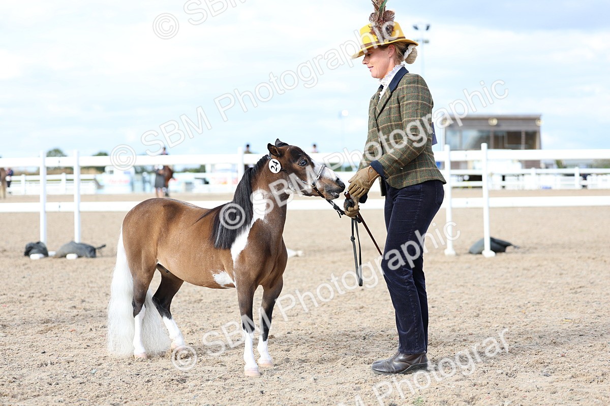 SBM_18765 - Class 317 - IH Pure Bred Horse-Pony