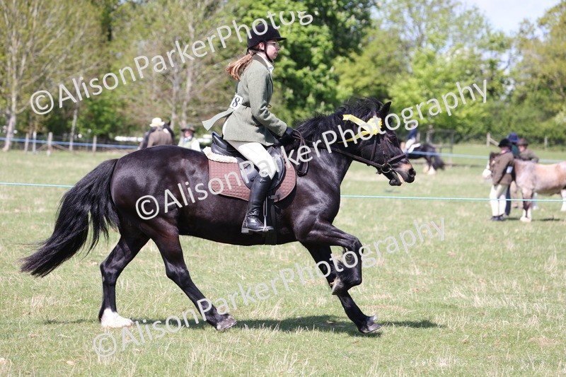 20250427-3318 - Class 33 - Best Pony 14.2hh and Under