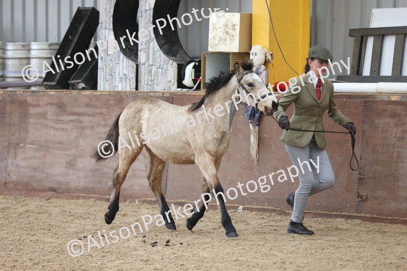 20251109-0776 - Class 24 - Foals