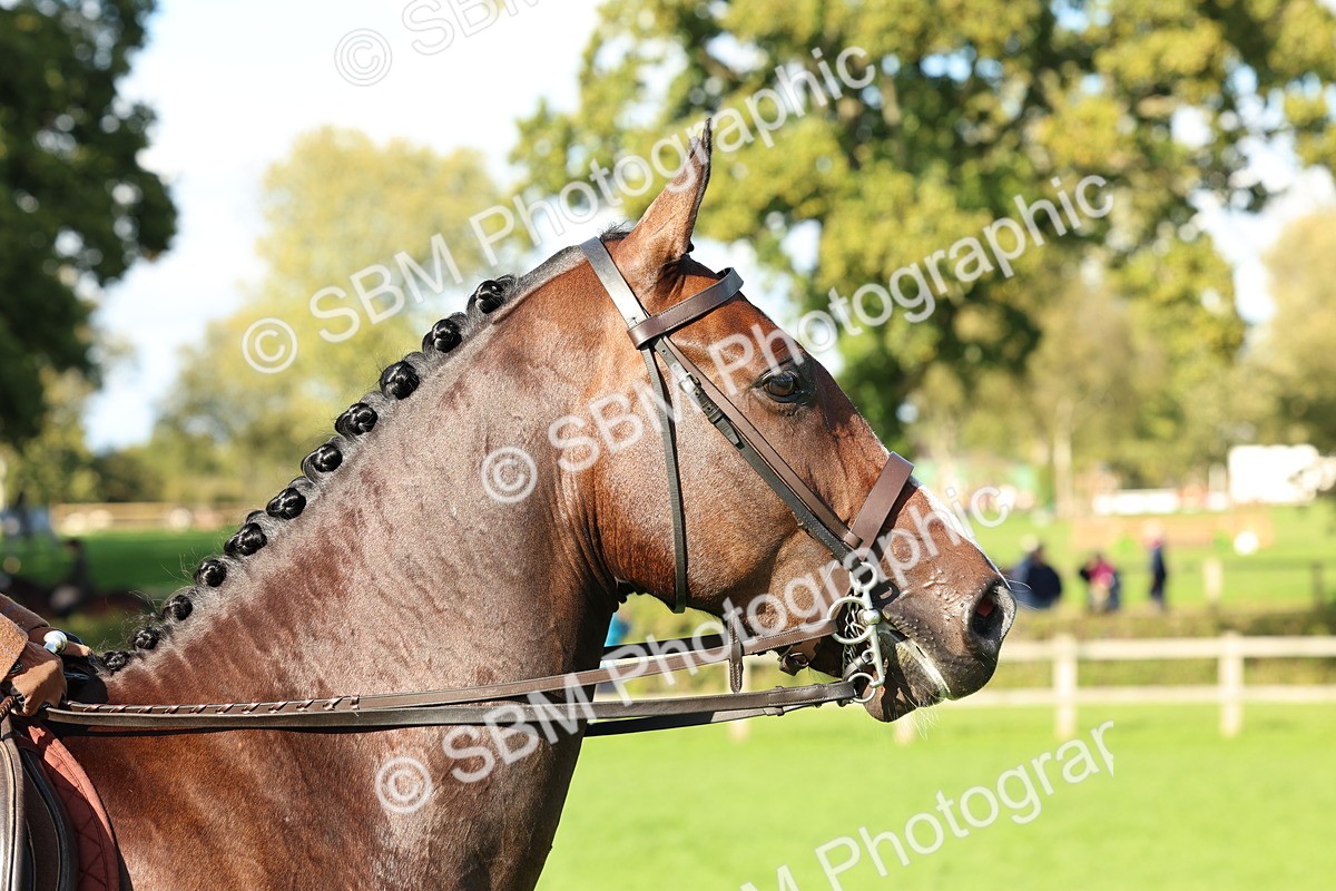 SBM_50112 - S34 - Novice & Newcomers Working Hunter
