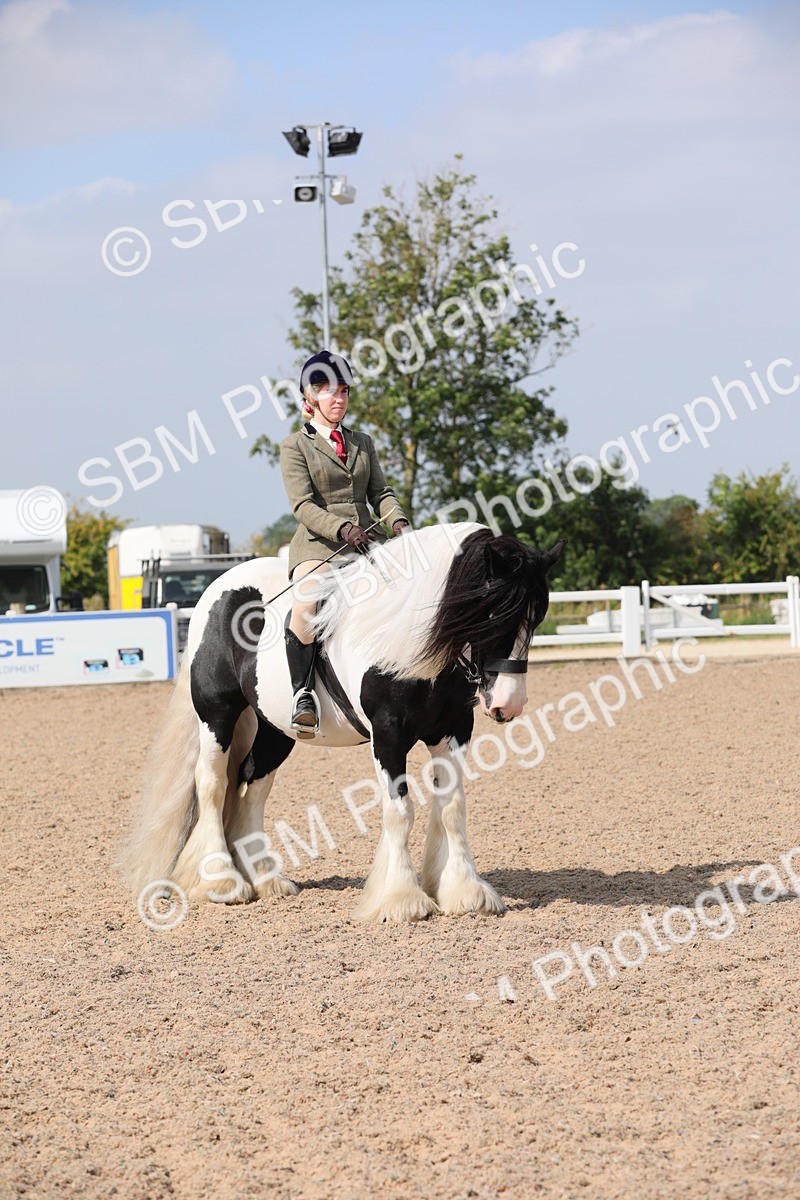SBM_13497 - Class 308 Ridden Coloured Horse