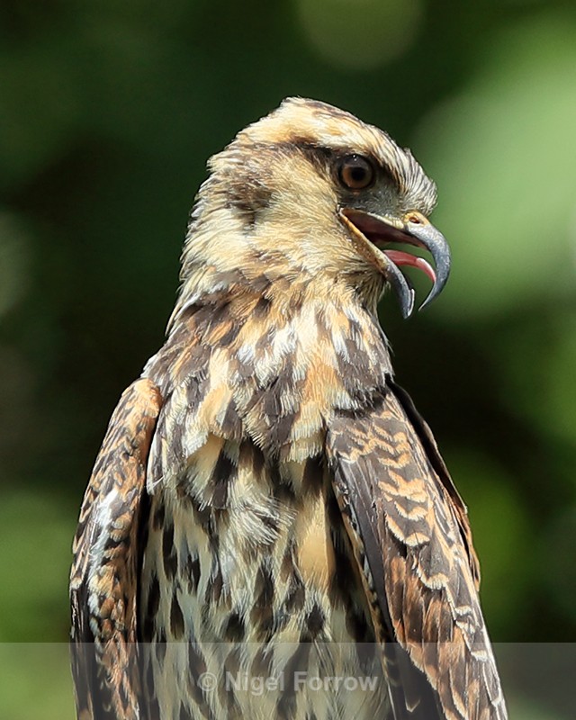 Snail Kite (immature) close-up, Panama - Snail Kite
