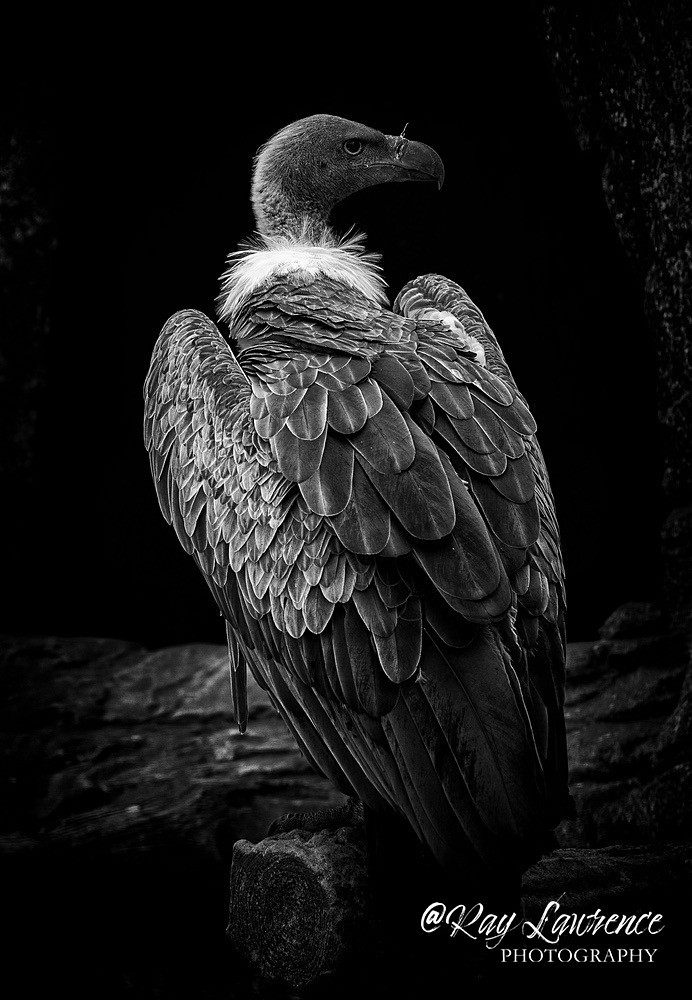 African White Backed Vulture-RLP43741 - Monochrome Zoo