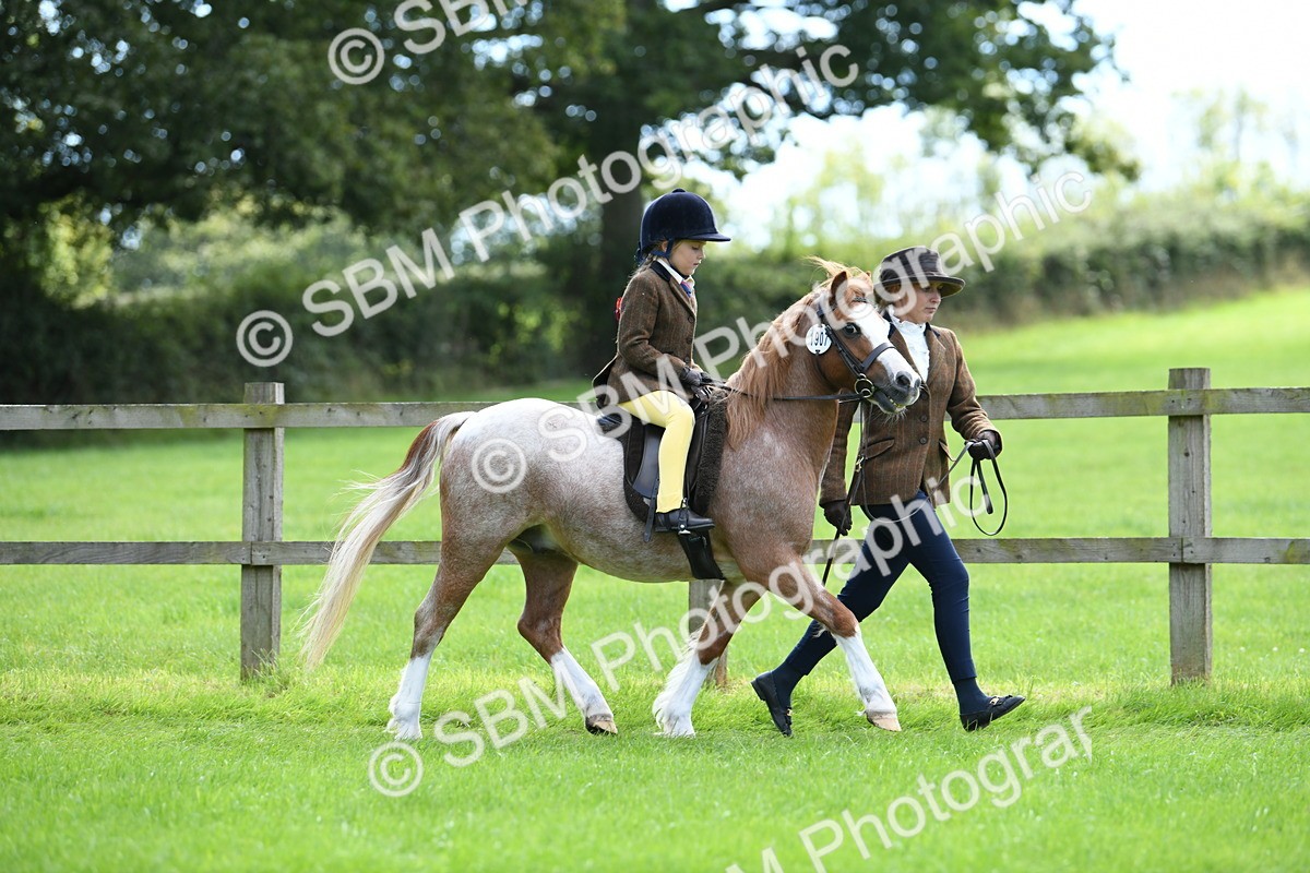 SBM_42496 - S20 - Lead Rein Mountain & Moorland Pony