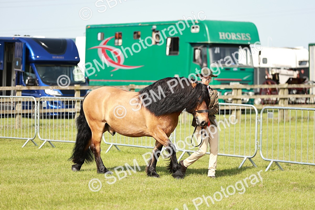 SBM_01591 - Class 14-23 - Mountain & Moorland In Hand Non Welsh