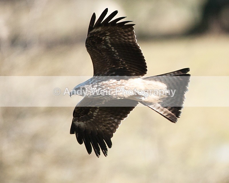 20100130-IMG_2828 364 - Black Kite