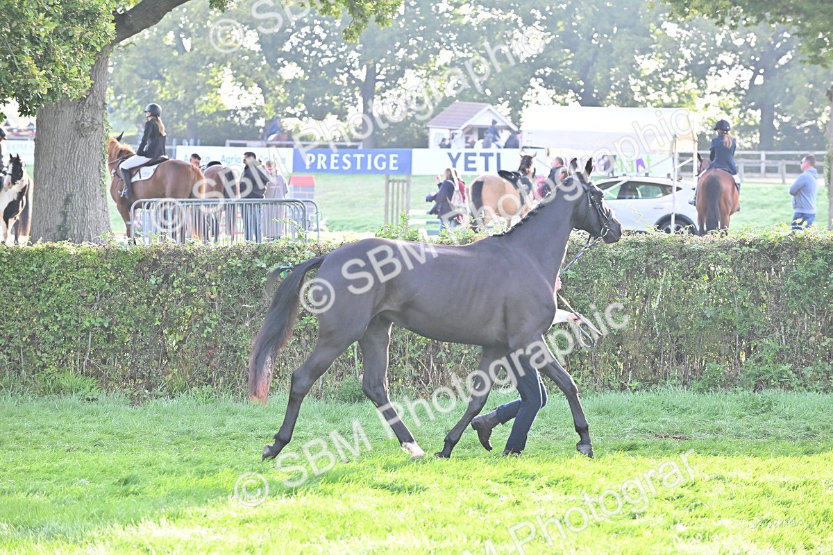 SBM_55328 - S44 - Youngstock In Hand