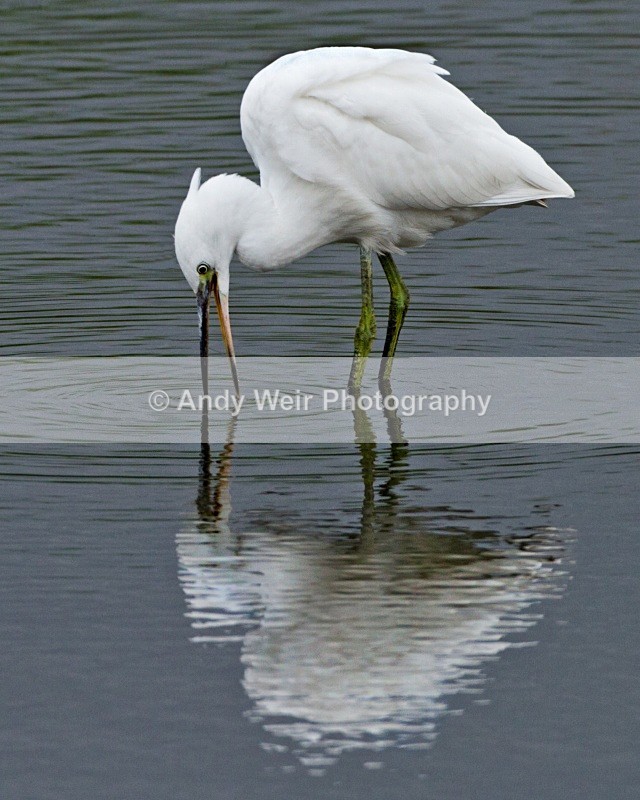 20100710_WE_1275 - Herons & Egrets