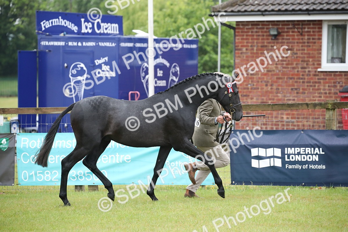 SBM_00044 - Class 17-20 - Arab & Part Bred - Anglo Arab In Hand