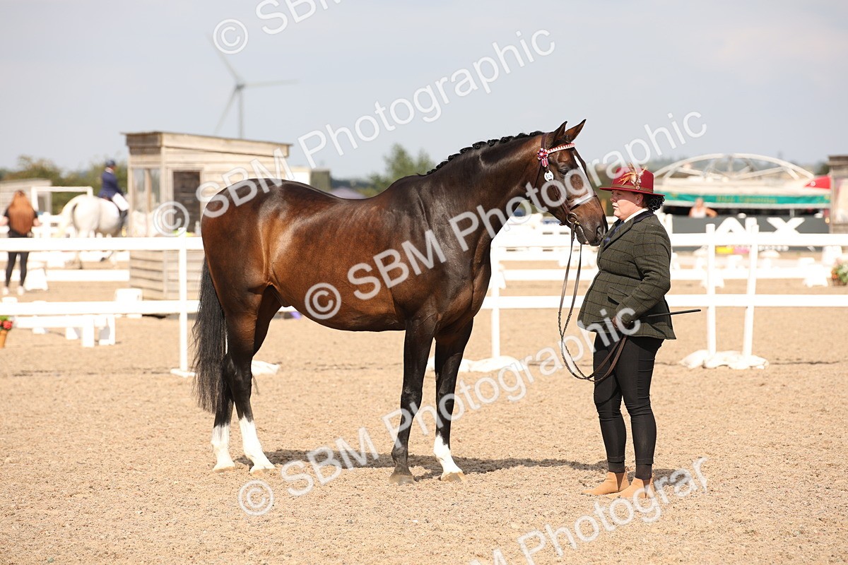 SBM_07047 - Class 25 IH Foreign Breeds- Pure bred