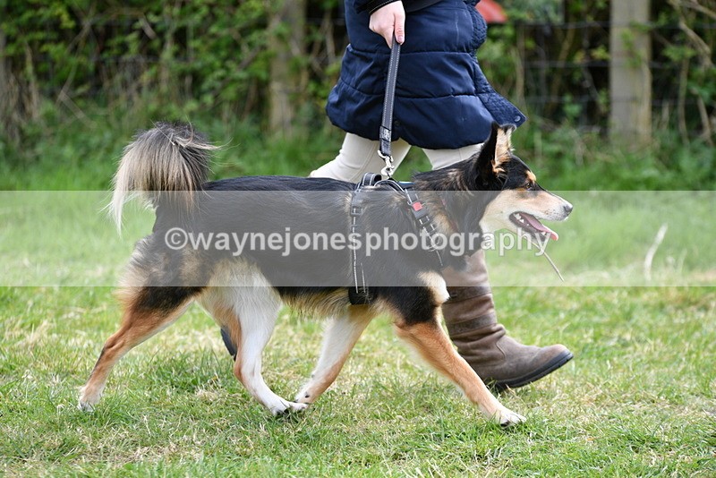 WJ5_9522 - Class 3 Most Handsome Dog