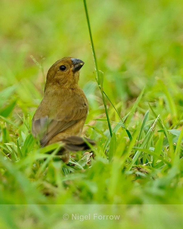 Variable Seedeater (female), Costa Rica - Variable Seedeater