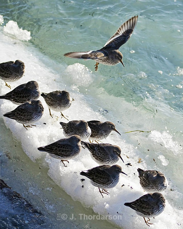  - Shorebirds
