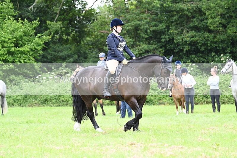 WJ7_3973 - Class 14A Handsome Gelding