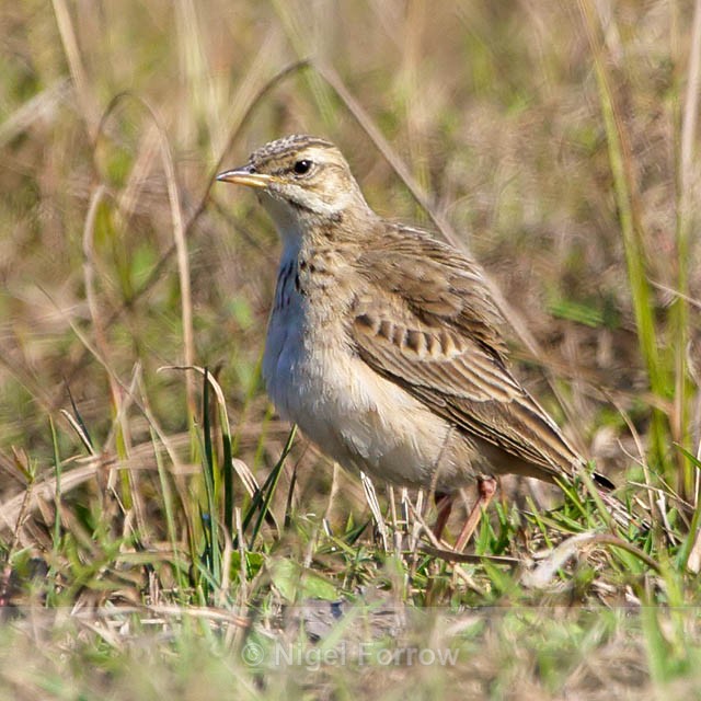 Possible African Pipit? - Unidentified Birds