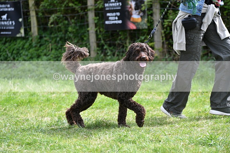 WJ5_9605 - Class 3 Most Handsome Dog