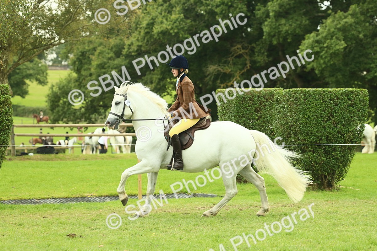 SBM_72173 - S60 - Mountain & Moorland Ridden Large Breeds