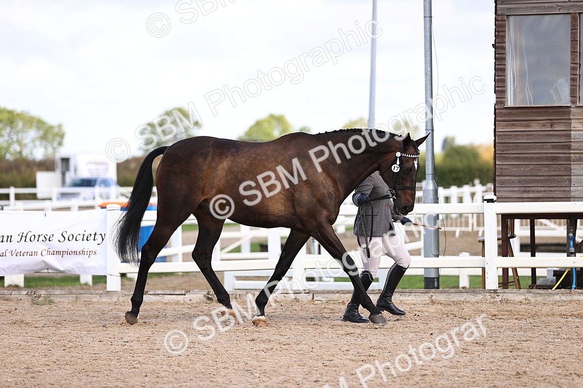SBM_11491 - Class 407 - IH Hack-Riding Horse