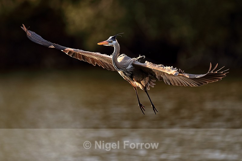 Great Blue Heron flying, Venice Rookery, Florida - Great Blue Heron