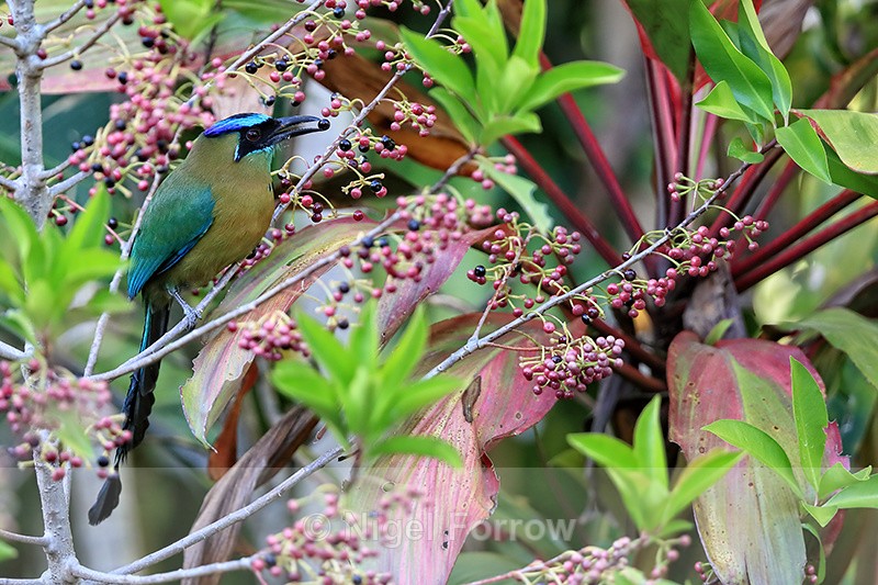 Lesson's Motmot with berry, Heredia, Costa Rica - Lesson's Motmot