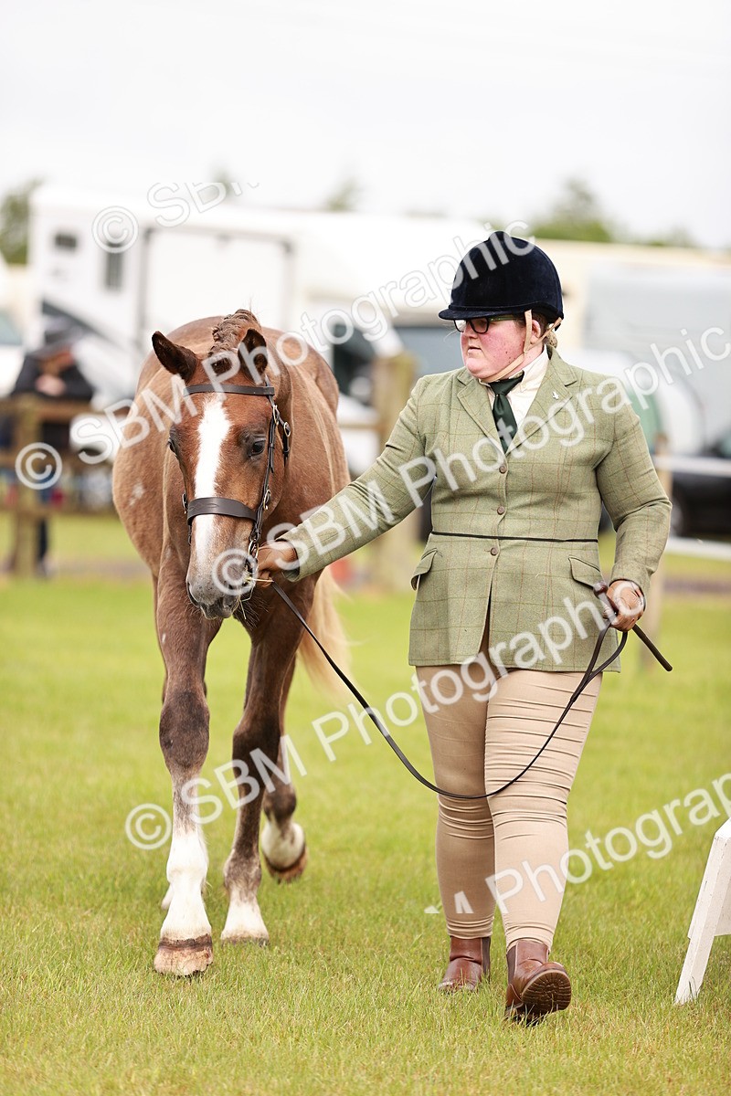 SBM_00670 - Class 26-30 Sport Horse In Hand