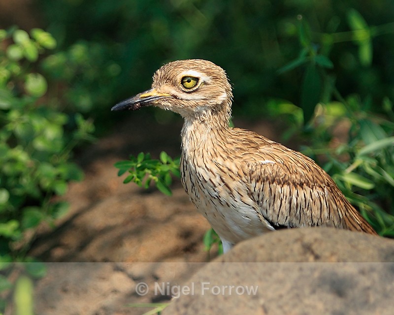 Senegal Thick-knee on the edge of Lake Baringo - Senegal Thick-knee
