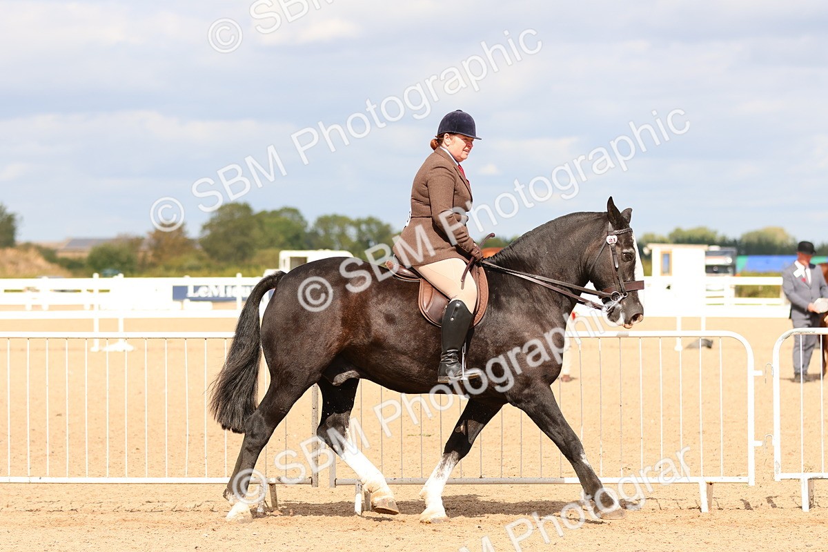 SBM_15485 - Class 214 - Ridden Show Cob