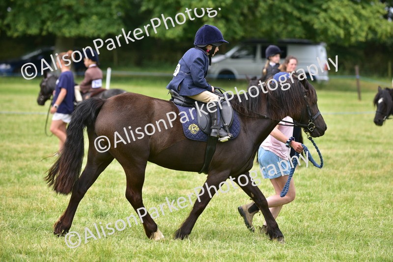 20260614-3669 - Class 15 - Prettiest Mare