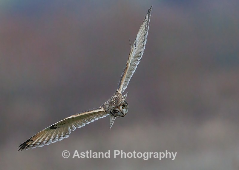 Short-eared Owl - Latest Images