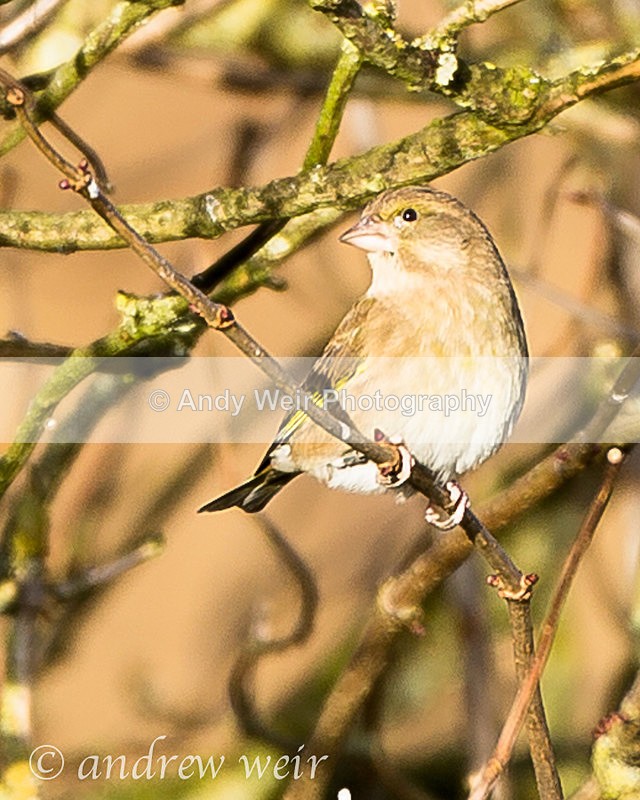 20131130-3K8A8007 - Finches