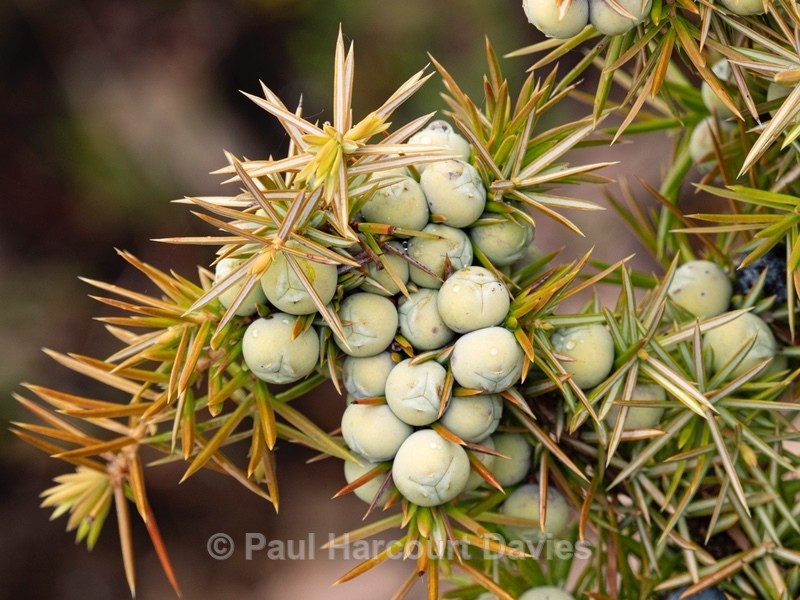 Common juniper (Juniperus communis). - Wild Flowers - 1