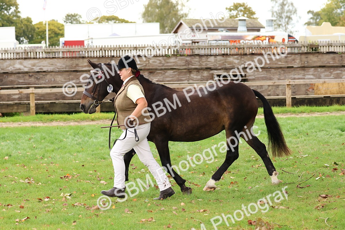 SBM_41726 - S26 - Mature Veteran In Hand