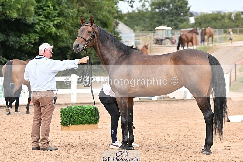 250716-154218-02143 - Trot Up 3.30 to 4.30