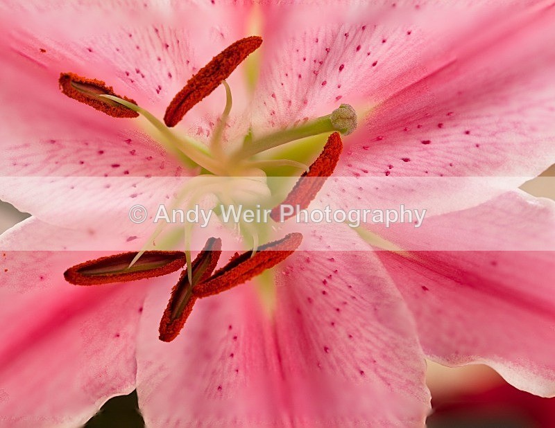 20120101-_MG_8578-784 - Plants & Flowers