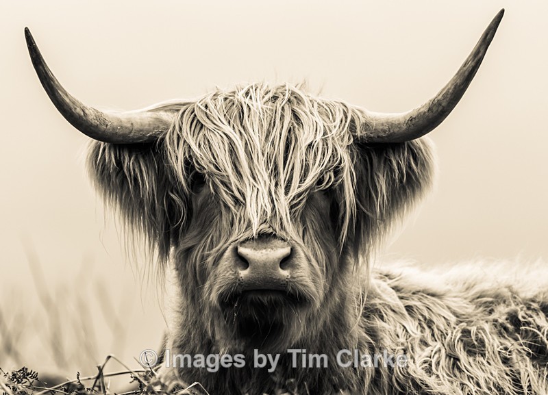 Monarch of The Glen 8188422 - Wildlife
