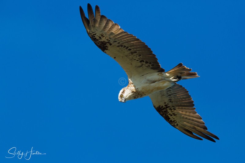Osprey in Flight 1